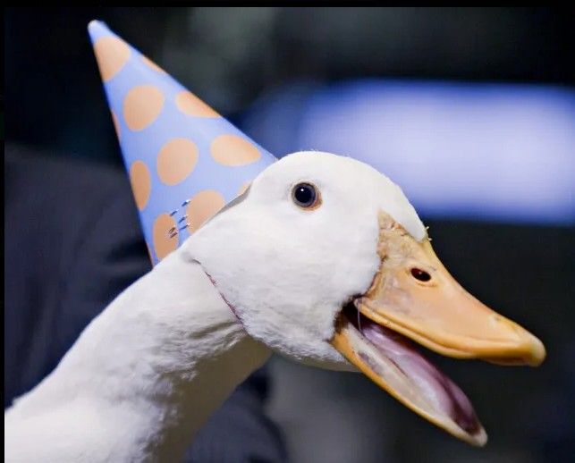 10/5/2025-SIS Starter Image Sunday Discord Ducks on the Golden Pond Art By Archangel Tara