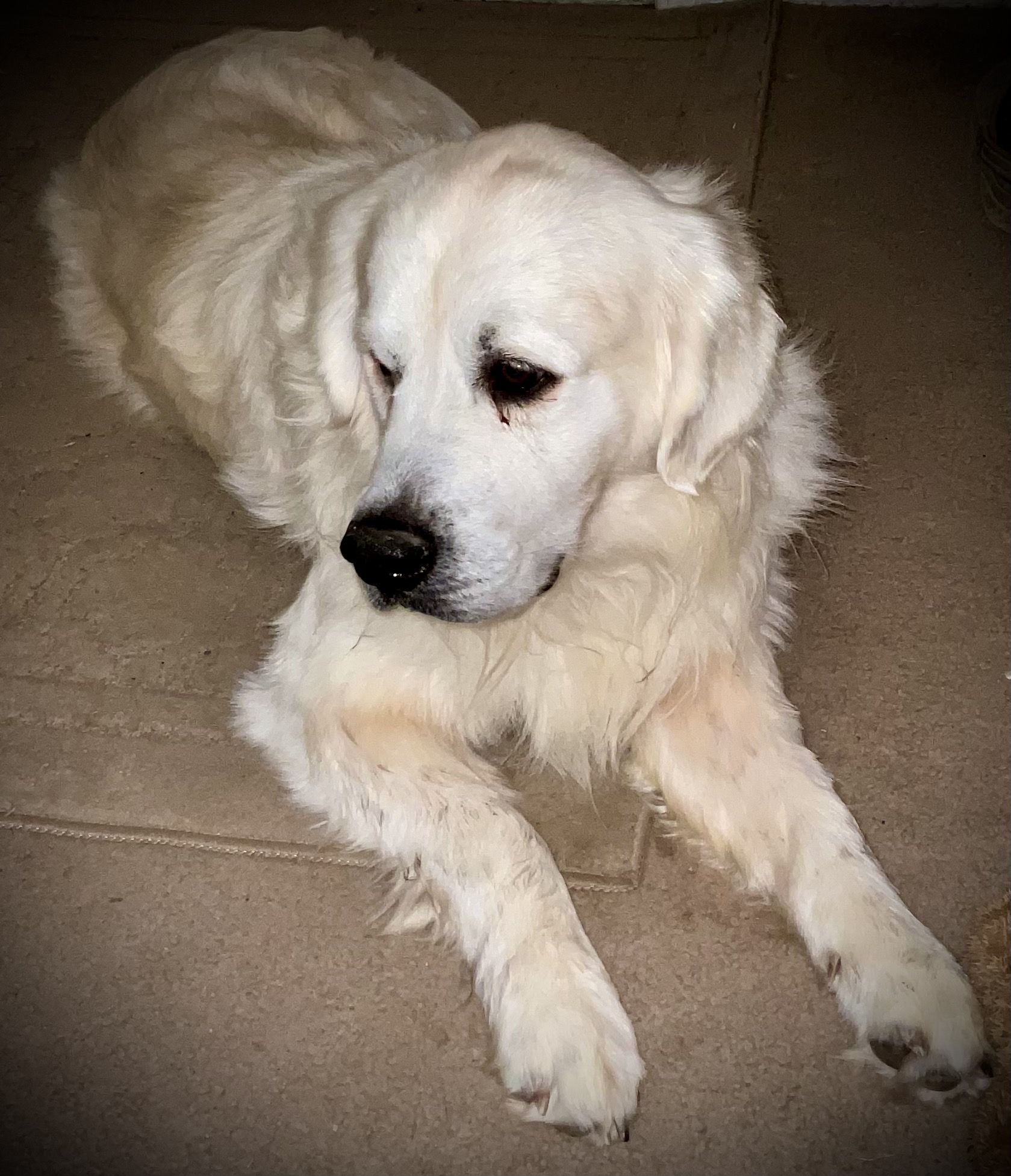 “Trust - I follow in Bear’s paw steps.”