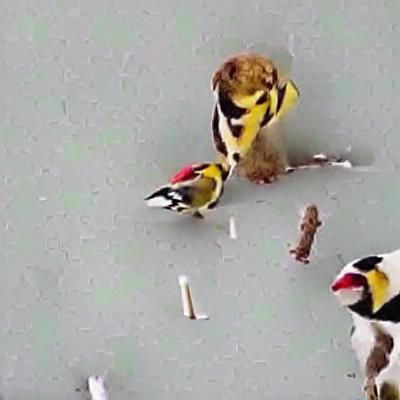 A goldfinch rap battles a sapsucker