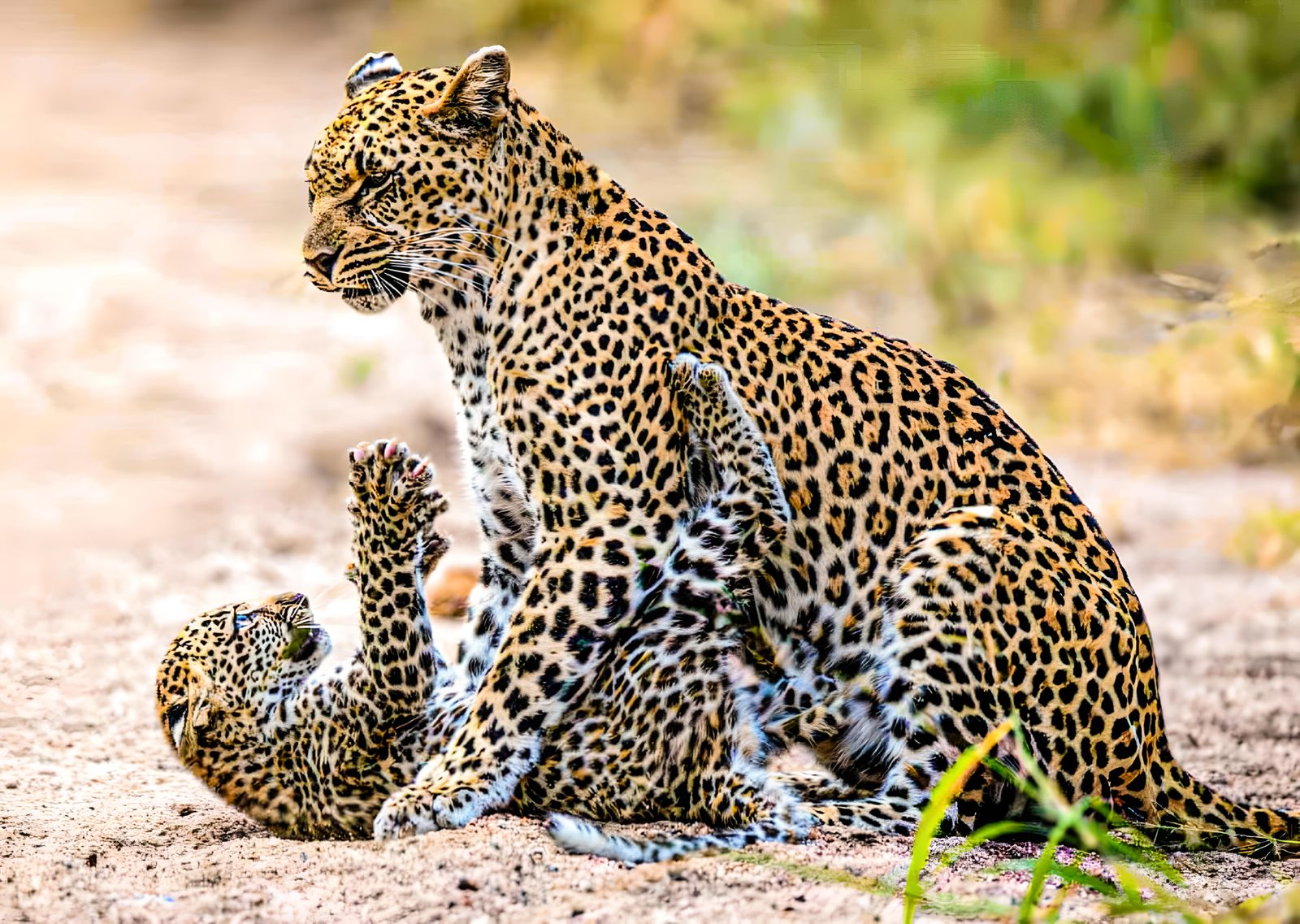 Leopard and Cub