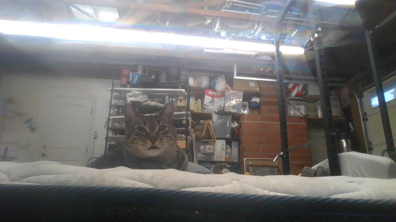 nooooooo my kitttyyyyy boiiiiii what has ai done?