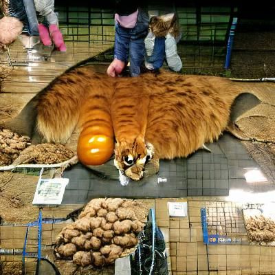 Huge Pumkin Cat