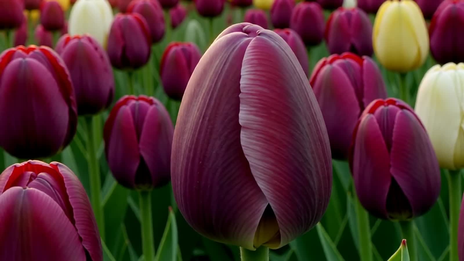 Focus on : A tulip flower bud opens, revealing a tiny village inside its petals. Zoom out to show The background is a fi...
