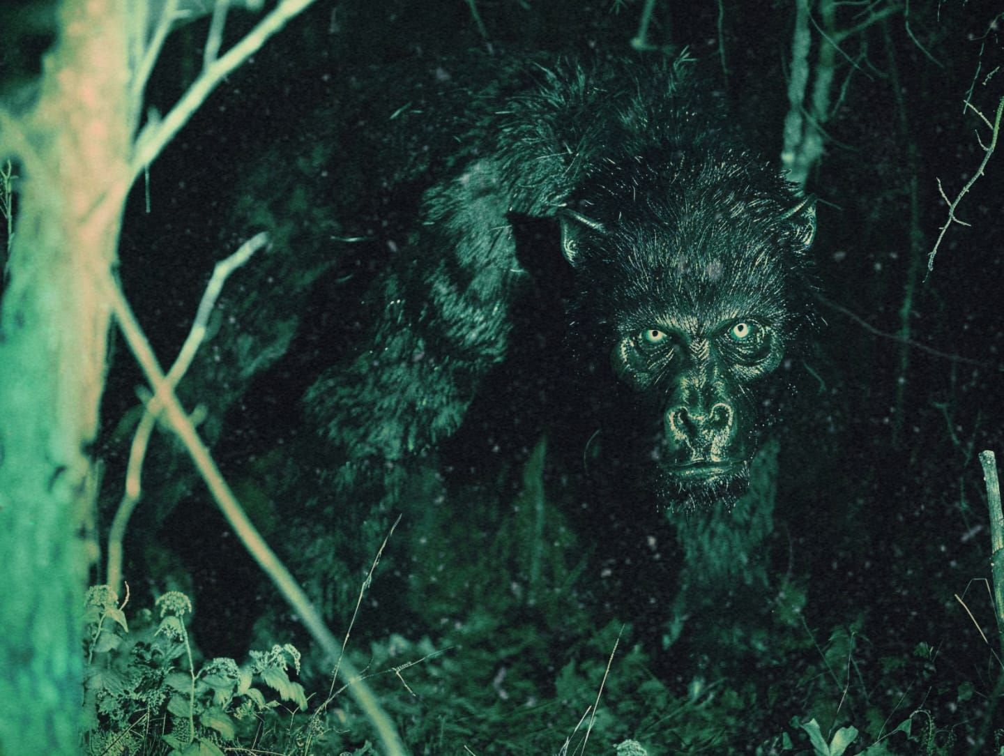 Trail cam footage: Nightstalker