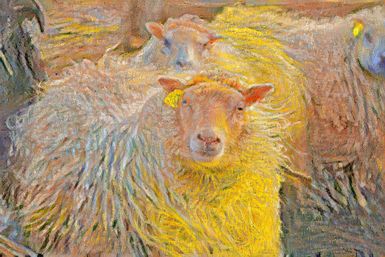 The SW Shepherdess