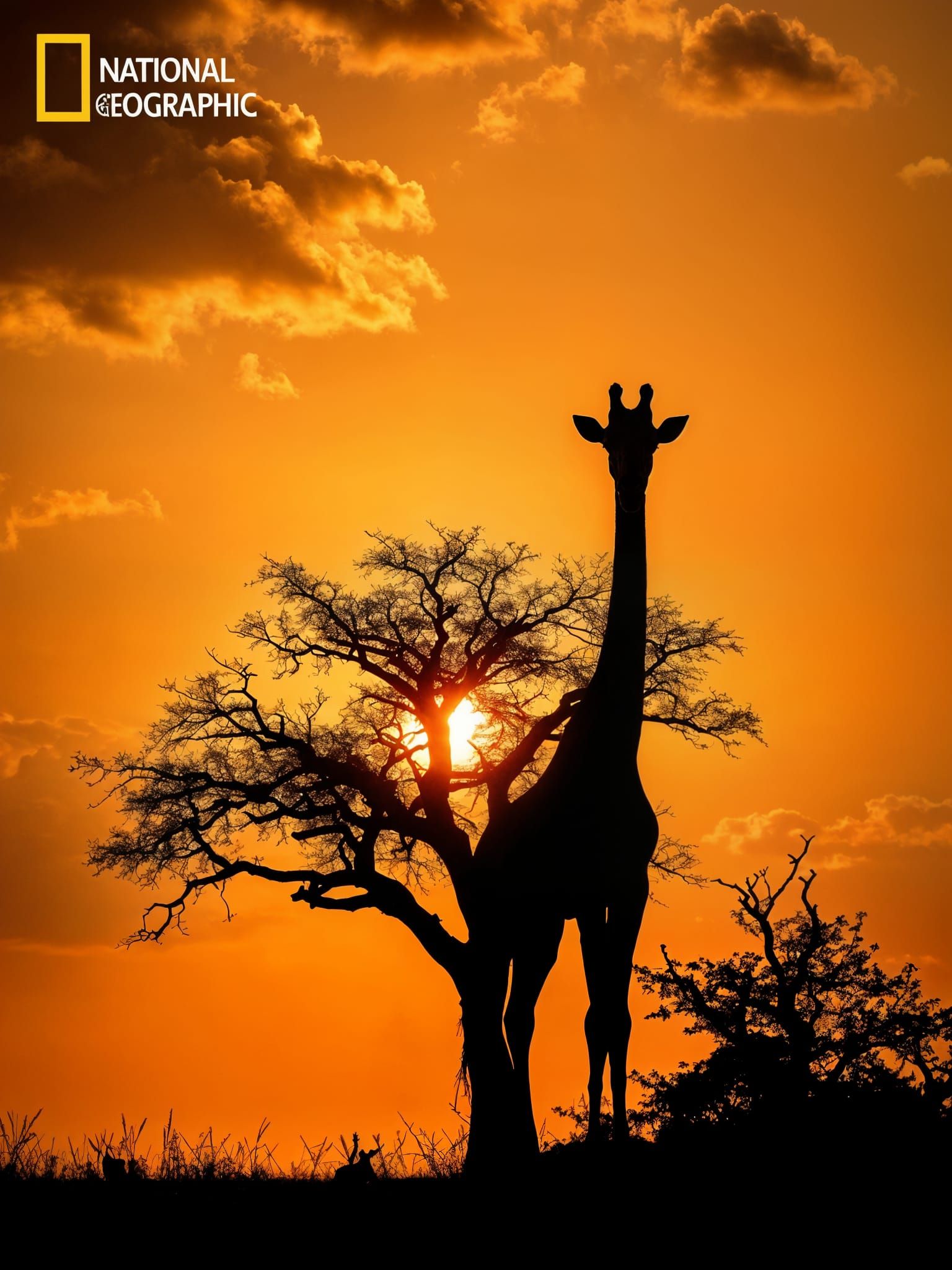 Stunning Silhouette   by @sonny