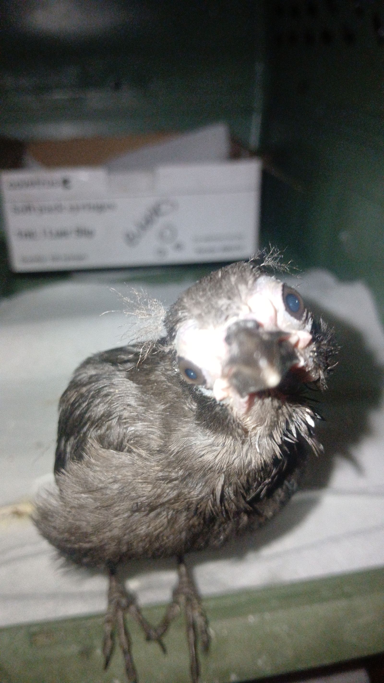 Bubbles The Twit Bird Needs Your Help!