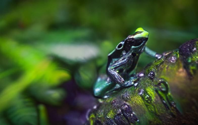 Neon Frog 8k resolution Detailed
