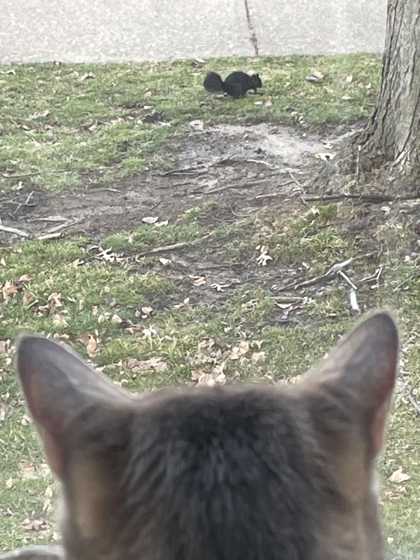 Doy: Squirrell watching