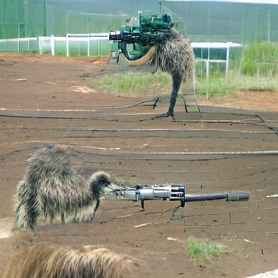 emu with a machine gun - AI Generated Artwork - NightCafe Creator