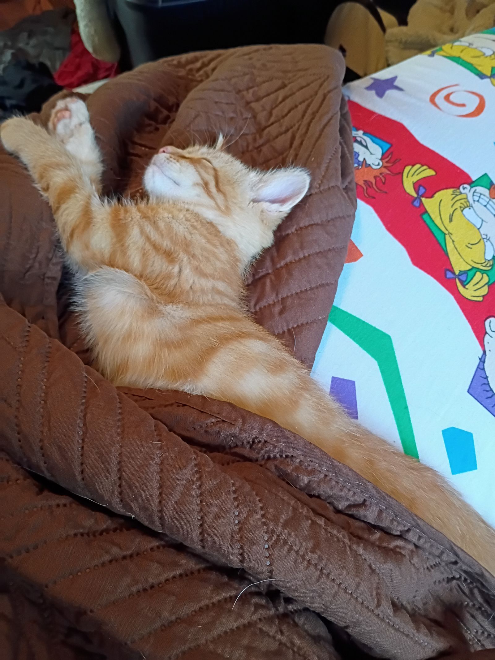 Update on my son Cheese (hes grown fat but he's alive shocki...