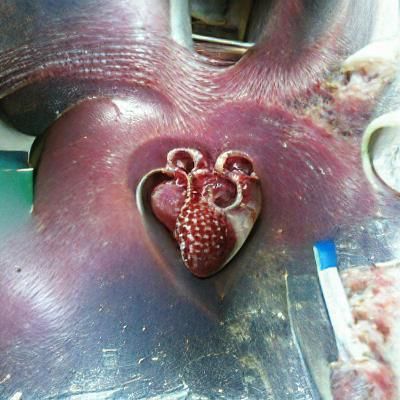 my octopus heart2