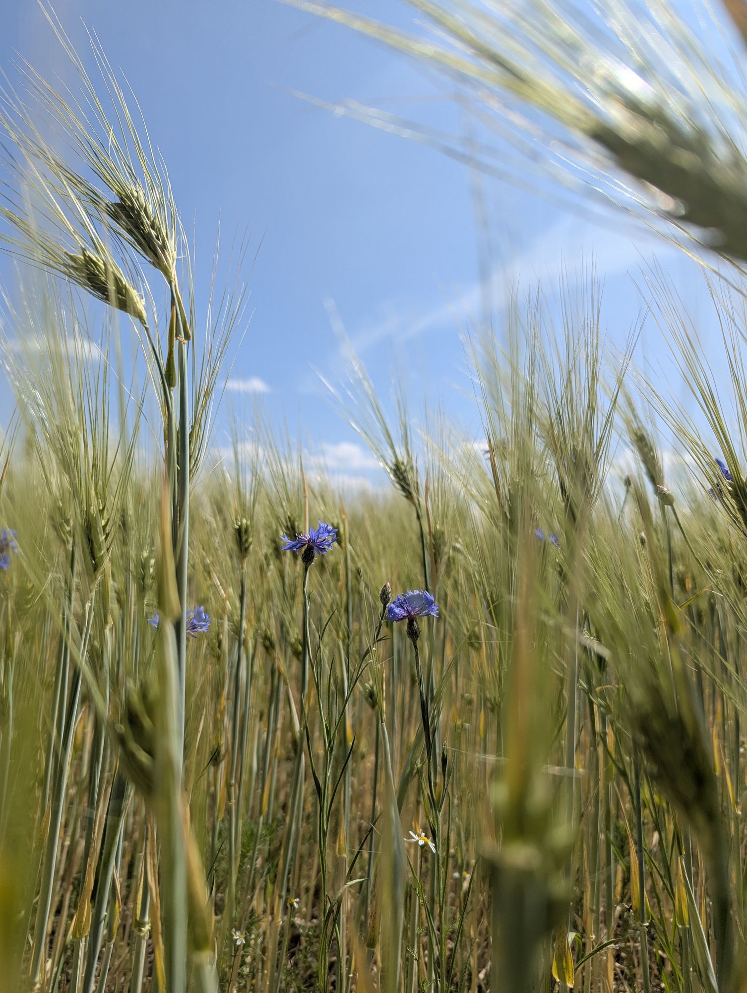 Steampunk in the grain.