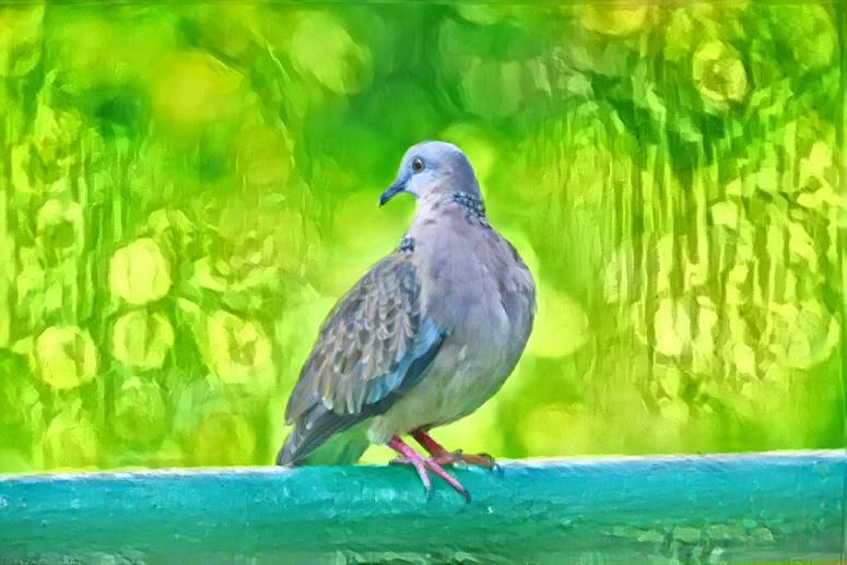 pigeon