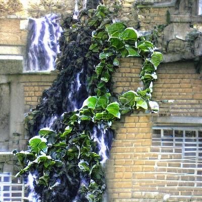 Waterfall of Ivy in Daylight