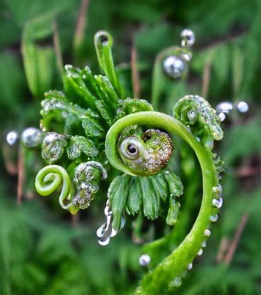 Fiddlehead fern with dewdrops