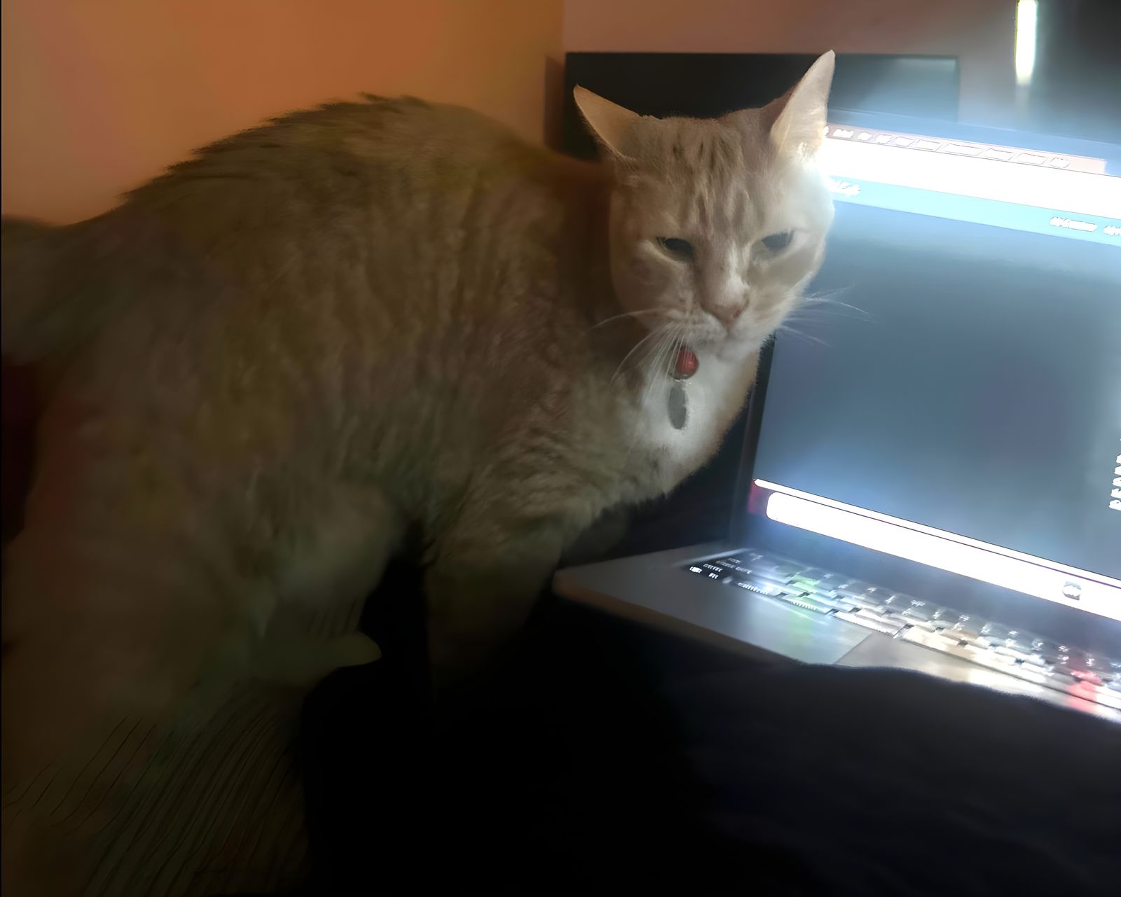 Indigo, get off of NightCafe!