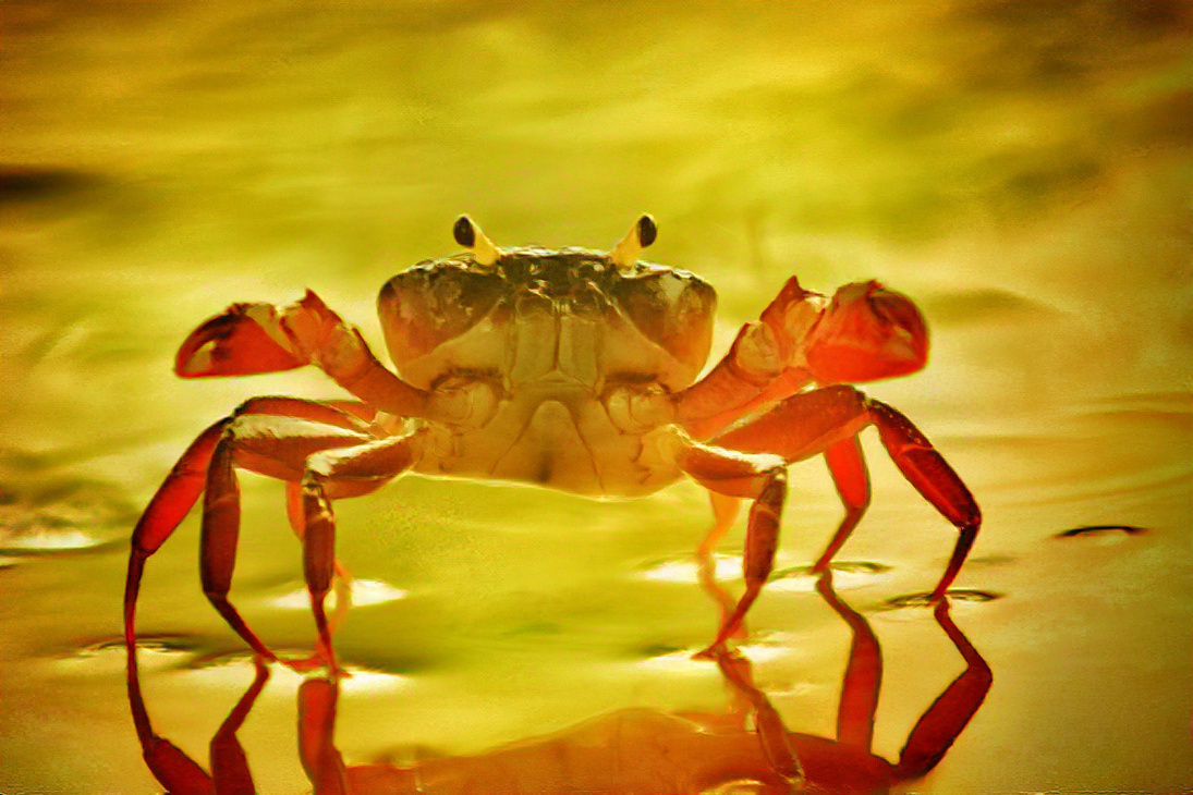 Monsoon crab
