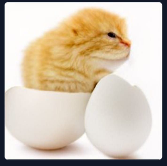 Kitten Hatching