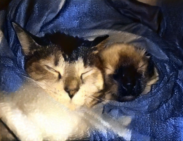 Oh no the cats look weird