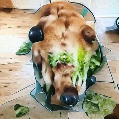 Dog turning into salad