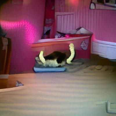 Boneless Cat