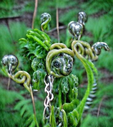 Fiddlehead fern in chains