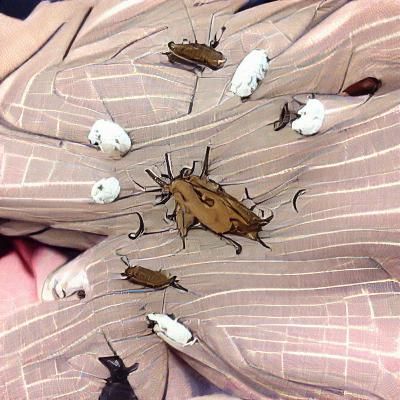 A Pile Of Bugs In A Trenchcoat