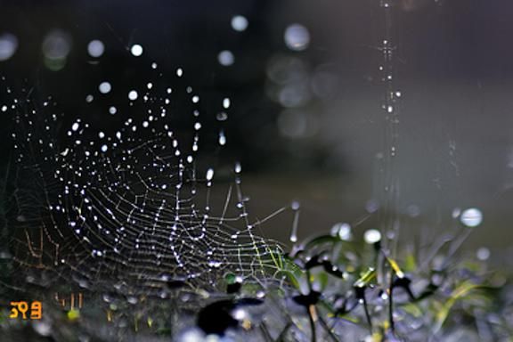 Ants in the rain
