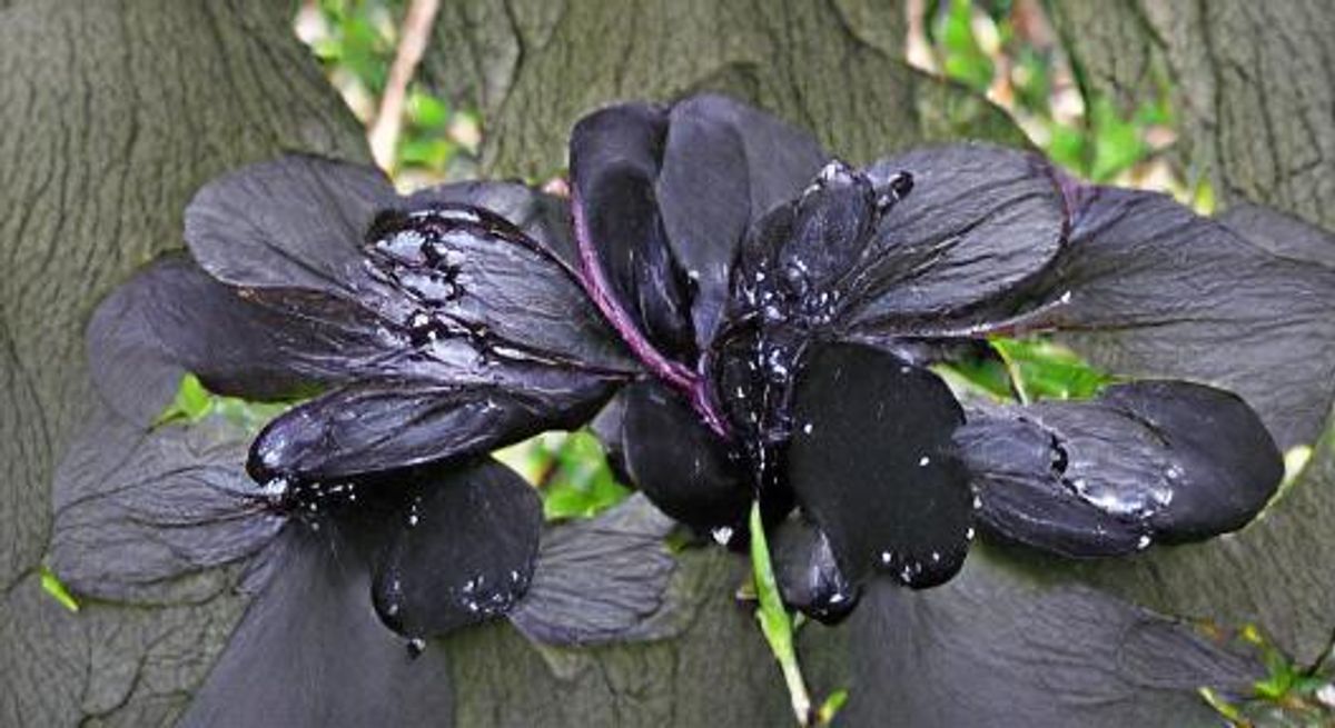 Petals on a wet, black bough AI Generated Artwork NightCafe Creator