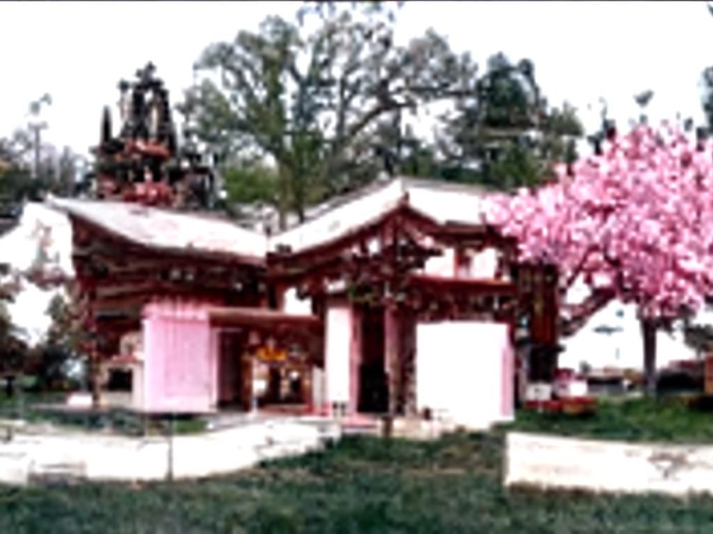 Acient Asian Temple with Cherry Blossom Trees on the left an...