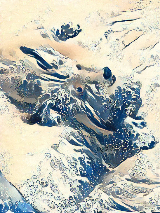 Can you sea the dog?