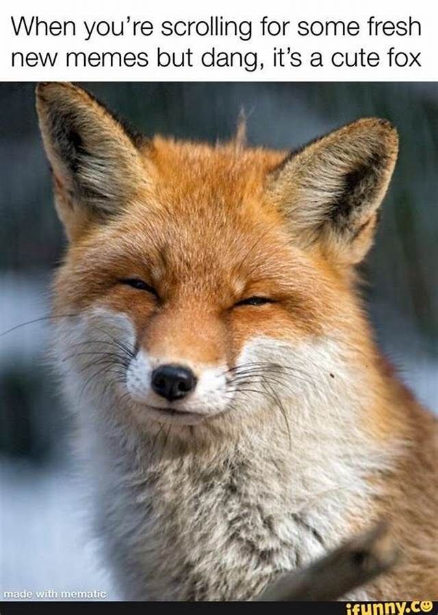 fox meme