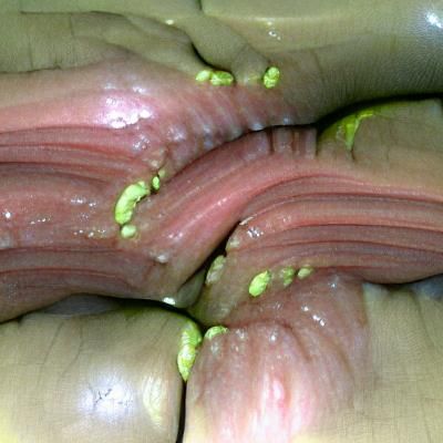 Otyugh