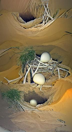 Ostrich Egg Nest