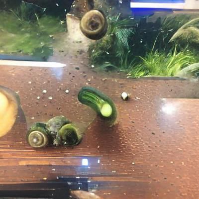 Snails eating a cucumber in a fish tank
