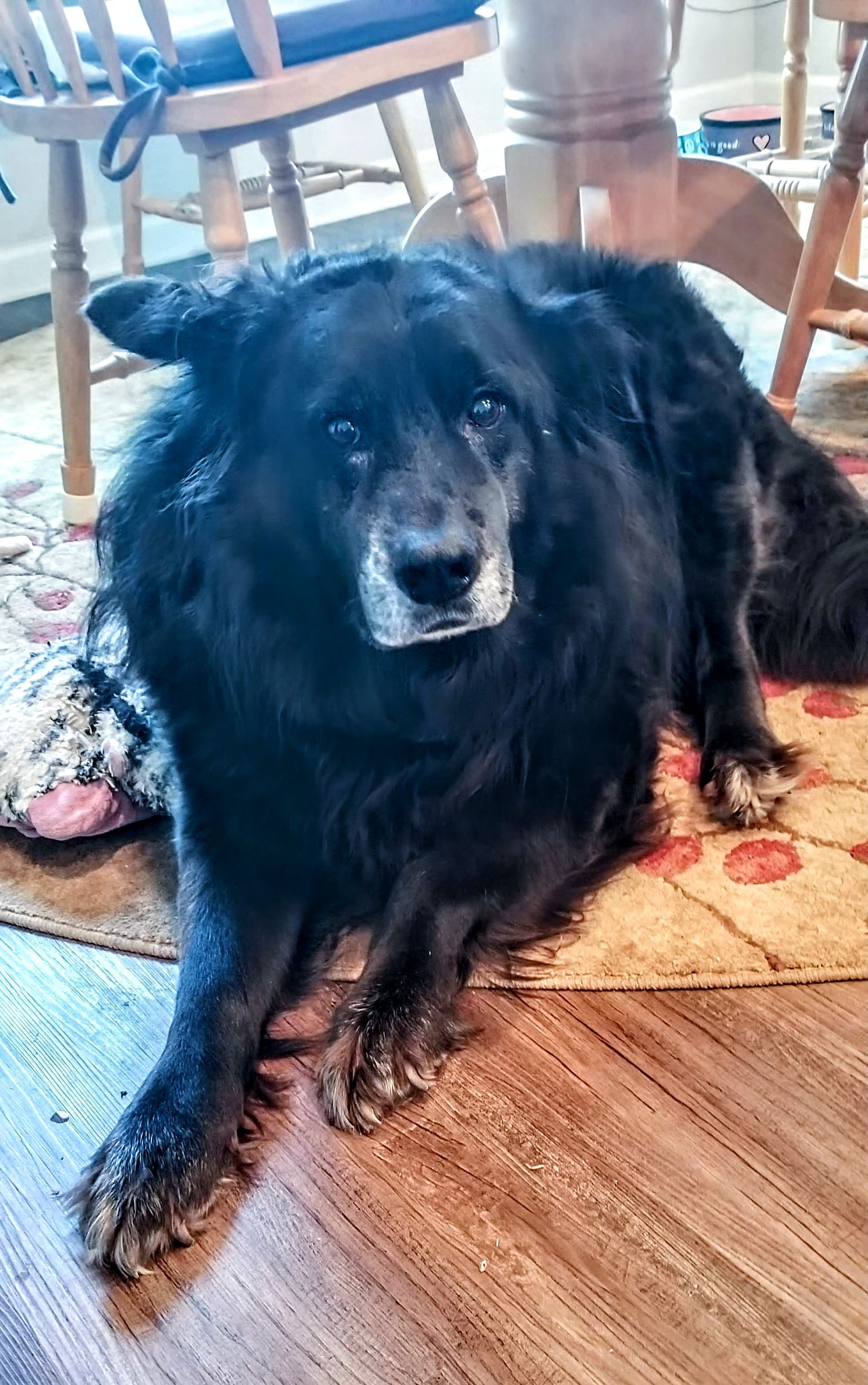 I lost my best friend 💔🙏😢🐾🐾