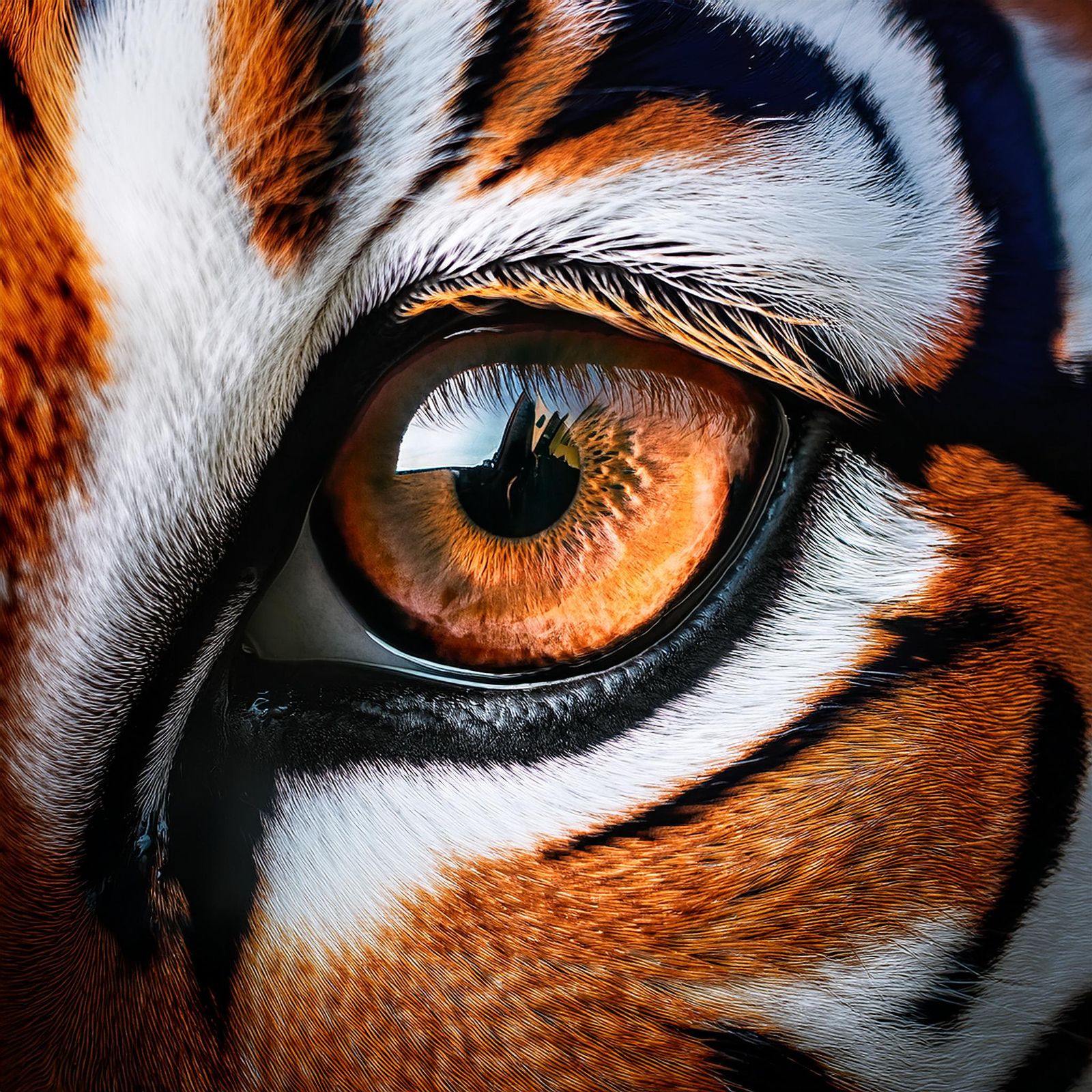 Gros plan d'un oeil de Tigre