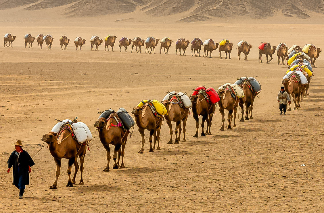 Silk traders with Bactrian camels in the Gobi Desert