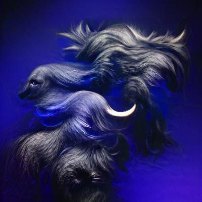 Great Beasts of hair, untethered midnight blue, dark rich li...