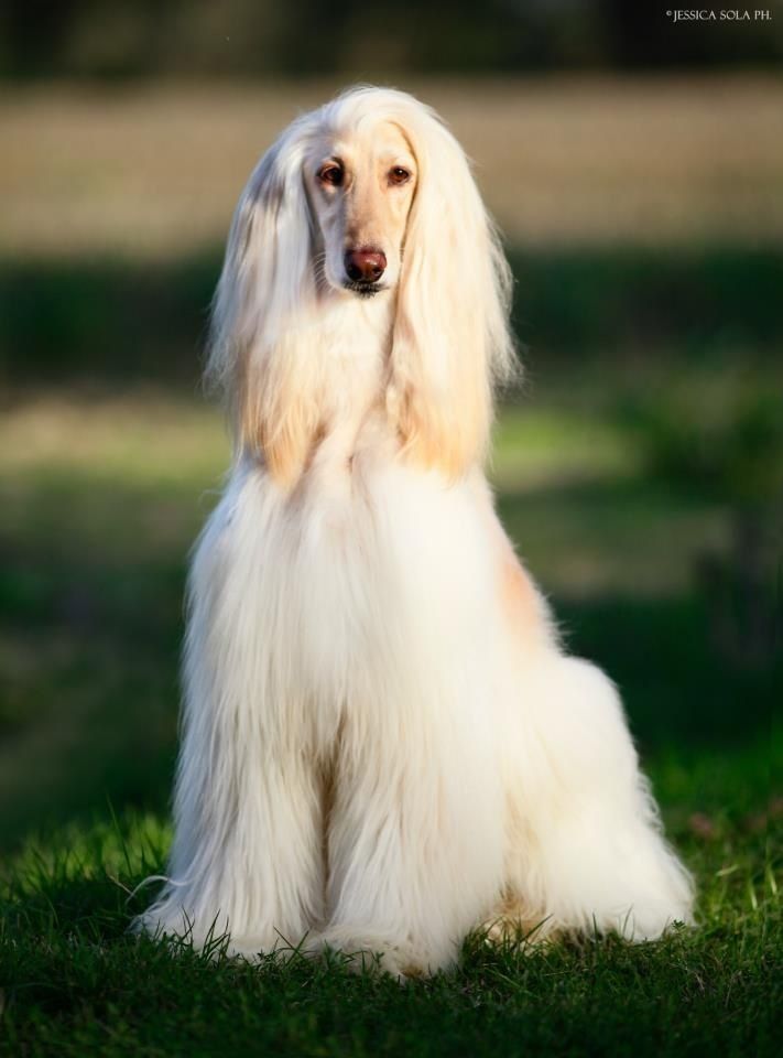 Afghan Hound