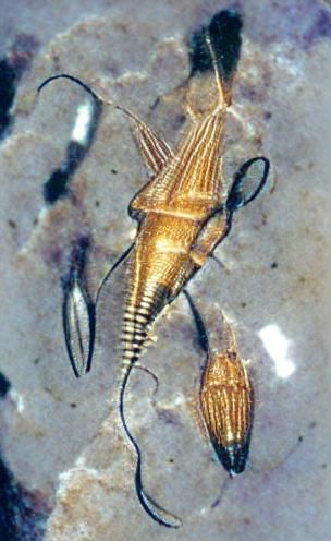 Austinia tenuinervis