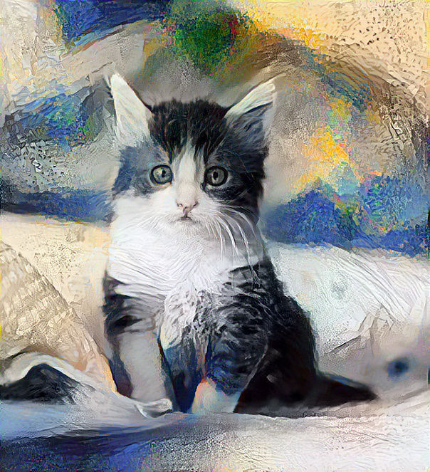 Grey and white kitten 
