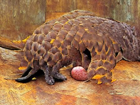 A mango pangolin is called a mangolin