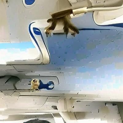 Monkey stuck in airplane