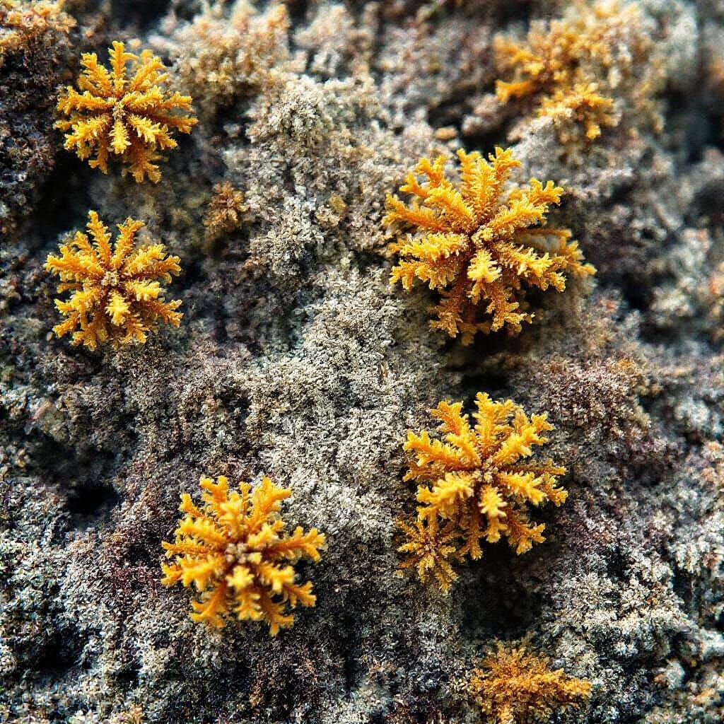 Multicolor Strawberries in Blue, Red, Pink, and Green
