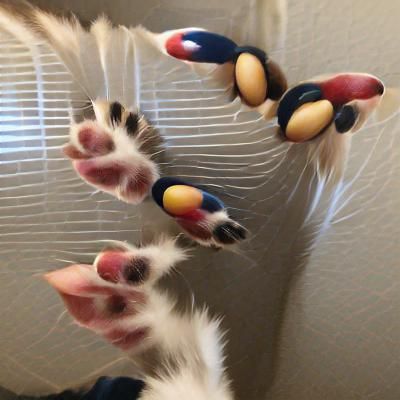 Impulse beans