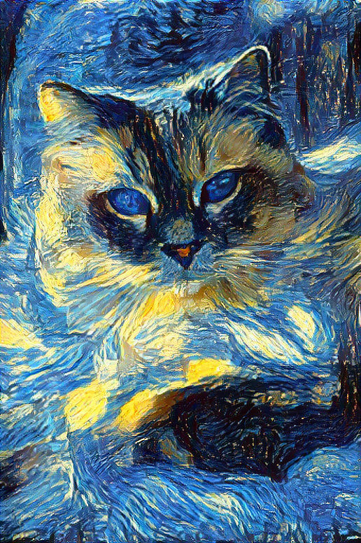 The Starry Cat