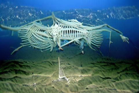 Amalgamation of Bones On the Sea Floor