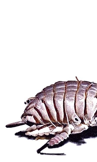 Isopod fact harmless